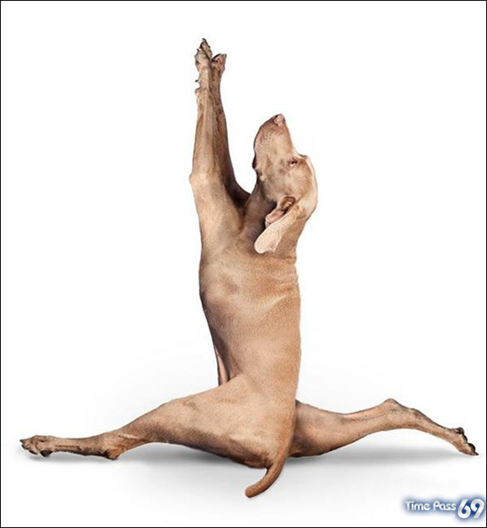 Yoga Dogs for 2010